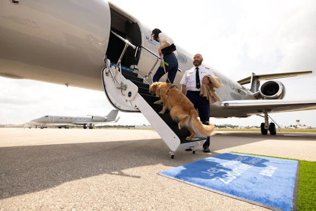 A woman and a Golden Retriever walk up the steps to board a private plane. The pilot stands next to the stairway.