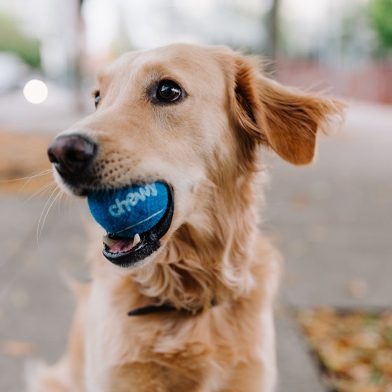  Dog catching a ball in his mouth in an ad for Chewy. 