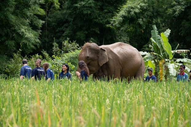  A group of people on an immersive vacation experience with elephants offered by Discover Corps.