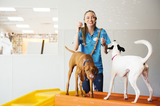  Happy woman smiles with two dogs