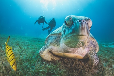  Close up view of a tortoise under the sea with two people scuba diving in the background, on an excursion by Kind Traveler. 