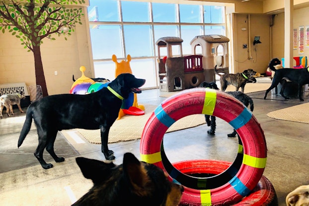  An indoor playground for dogs, featuring red-painted tires, a tunnel shaped like a caterpillar and a climbable two-story Playskool playhouse. A leafy tree is painted on the back wall next to a wide set of windows. Dogs of various sizes roam the room; all of them are wear neon green collars.