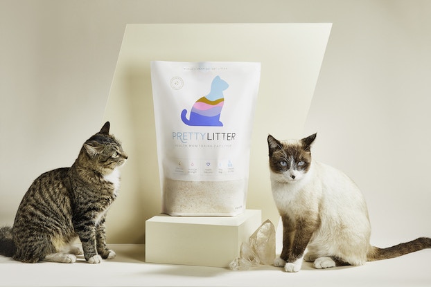  Two cats sit on either side of a bag of cat litter against a white background
