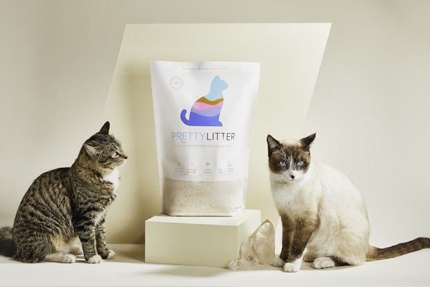 Two cats sit on either side of a bag of cat litter against a white background
