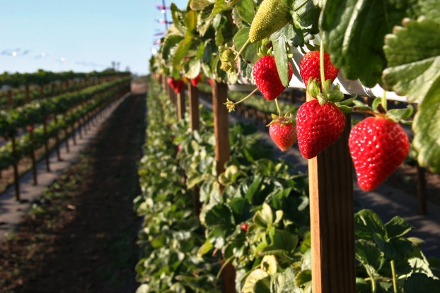 Image of strawberries plants in a row of crops.