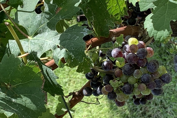  grapes at a vineyard