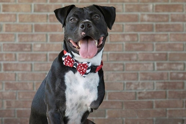 Dog modeling a bowtie created by Beaux & Paws.