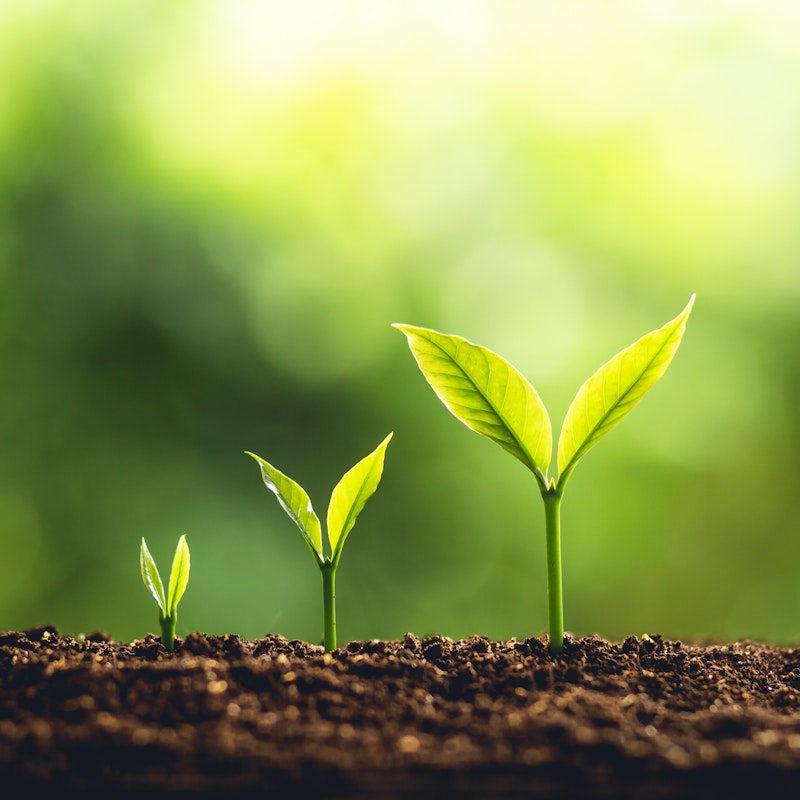 three plants shown in small, medium, and large growth phases