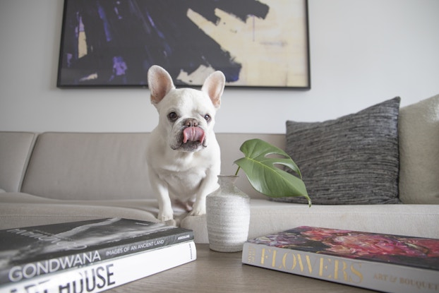 Frenchie dog inside a Kimpton hotel room.