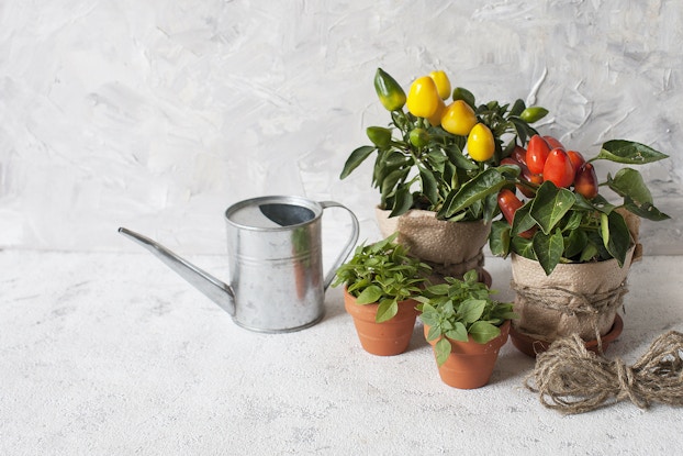plans and watering can