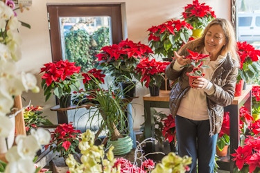  A room in a flower shop is filled with potted plants, most of them poinsettias. A woman stands on the right side of the image, holding a small single poinsettia in a small plot. The woman wears a brown puffer jacket over a cream fleece zip-up jacket and dark blue pants. She has long blonde hair and looks at the plant in her hands with a smile. 