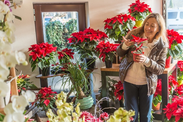  A room in a flower shop is filled with potted plants, most of them poinsettias. A woman stands on the right side of the image, holding a small single poinsettia in a small plot. The woman wears a brown puffer jacket over a cream fleece zip-up jacket and dark blue pants. She has long blonde hair and looks at the plant in her hands with a smile.