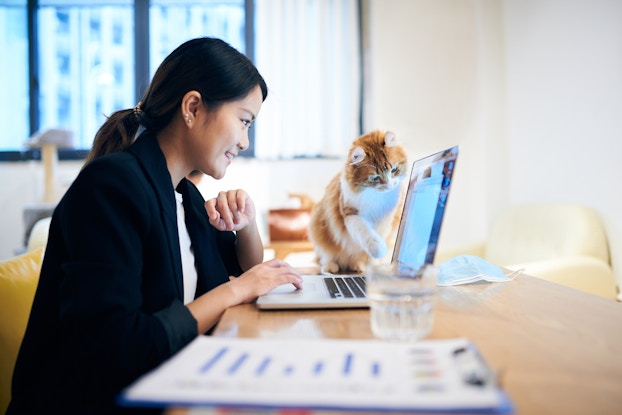 Woman working on laptop with her cat perched next to her.