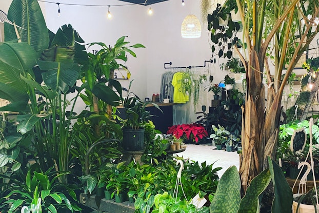  Interior of the Kennedy and Vine plant shop.