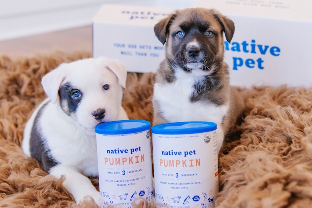 Two puppies sitting with two cans of Native Pet treats.