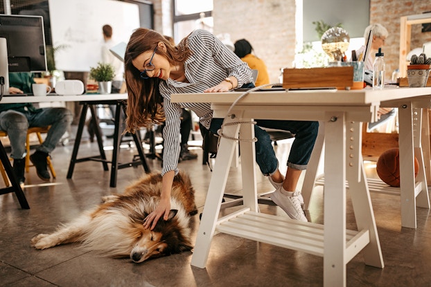  A woman sitting at a table leans down and pets the dog lying at her feet. The woman has long reddish hair and wears glasses and a black-and-white striped shirt. The dog is a border collie with white and brown fur. The room in the background is a large open office space with exposed brick walls. Someone sits at a desk behind the woman and the dog; the upper half of their body is obscured by a computer monitor.
