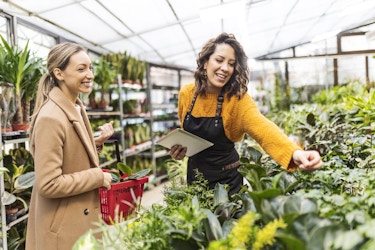  Two smiling women stand in a greenhouse next to rows of leafy potted plants. The woman on the right reaches across the tops of the plants, as if to grab something. She is wearing a yellow sweater under a black apron. The woman on the left is wearing a tan peacoat and carrying a red shopping basket that holds a couple of small plants. In the background are several industrial shelving units, also holding potted plants. 
