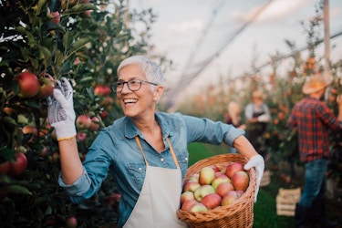 A mature woman is smiling while she picks apples from an orchard. She is wearing an apron and holding a basket of apples in her left hand.