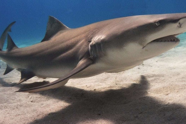 Shark skin inspired the creation of Sharklet