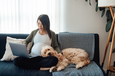  A pregnant woman sits on a dark blue couch with her dog, her legs folded and an open laptop perched on one knee. The dog is a goldendoodle, and it rests its head in the woman's lap. The woman wears a white T-shirt, black pants, and olive green cardigan. 