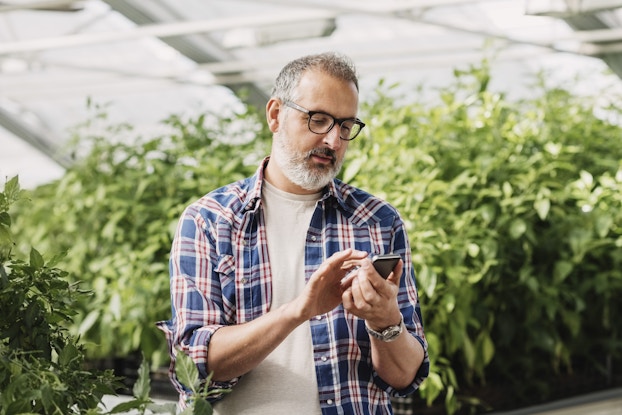 A man with graying hair and a white beard looks down at the smartphone in his hand with a neutral expression. He uses one hand to tap at something on the phone's screen. The man is wearing glasses, a white T-shirt, and an unbuttoned plaid shirt with the sleeves rolled up. He is standing inside a greenhouse; thick, leafy plants stand in rows behind him.