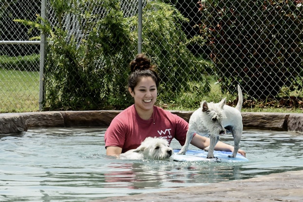  Employee at Waggin' Tails Pet Ranch inside a pool with two dogs on a boogie board.
