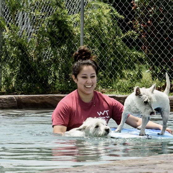 Employee at Waggin' Tails Pet Ranch inside a pool with two dogs on a boogie board.